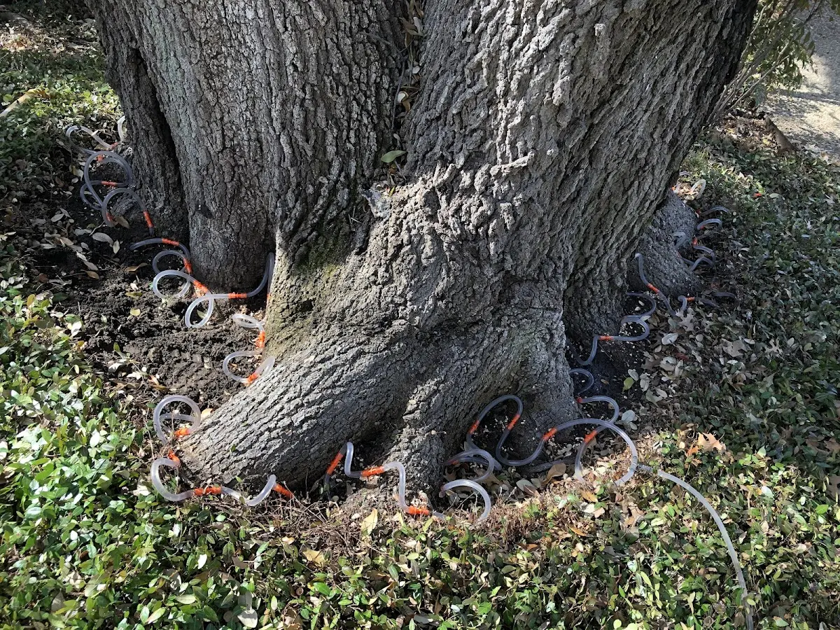 Detailed Shrub and Hedge Trimming job site in Kiester