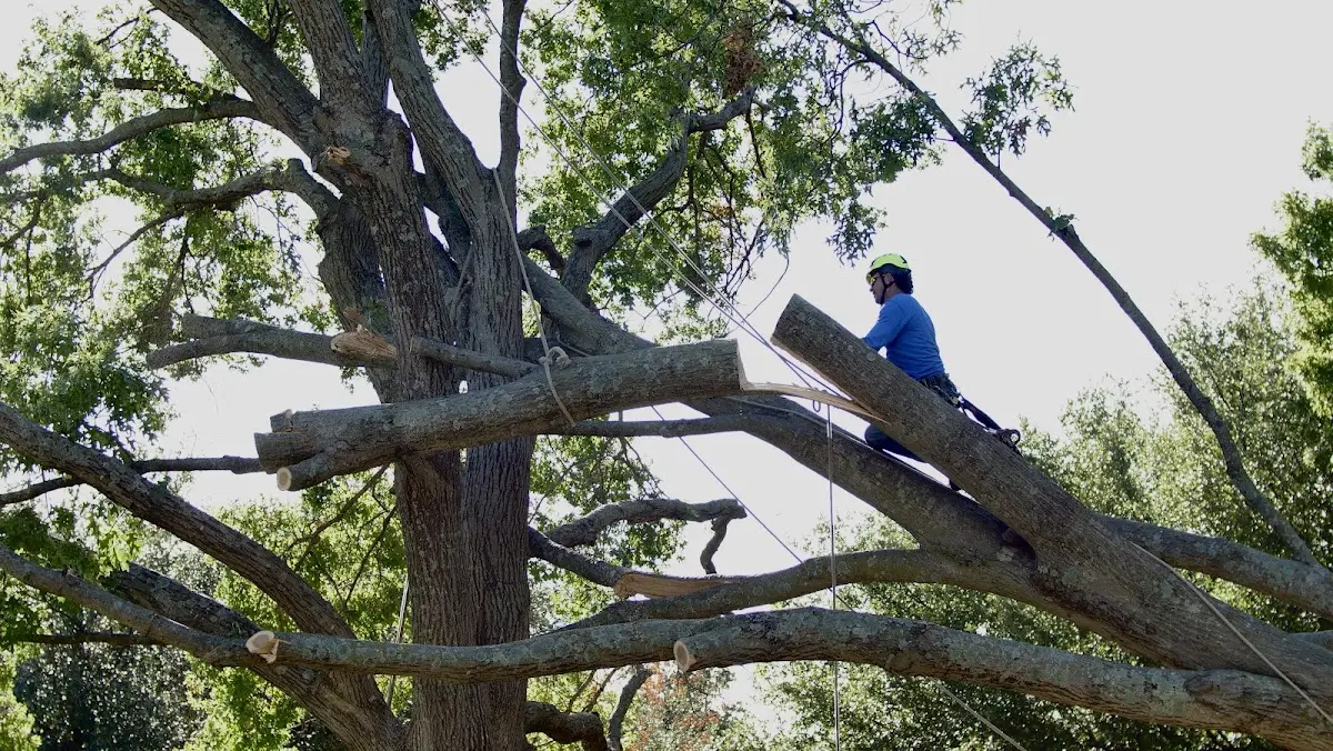 Professional Crown Thinning performed by certified arborists in Kiester